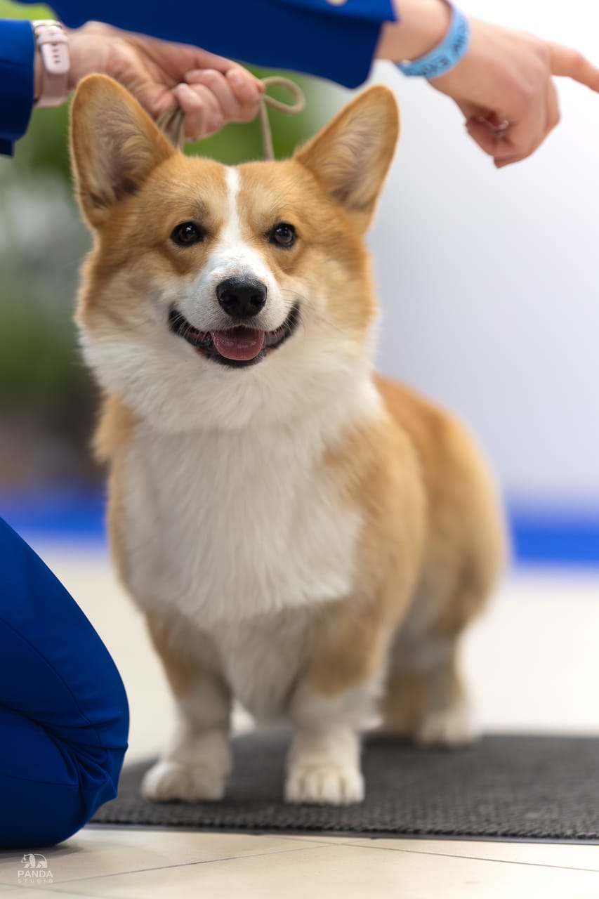 Warszawa-Nadarzyn — XIV Specjalistyczna Wystawa Klubu Welsh Corgi i Lancashire Heeler, 15.05.2026