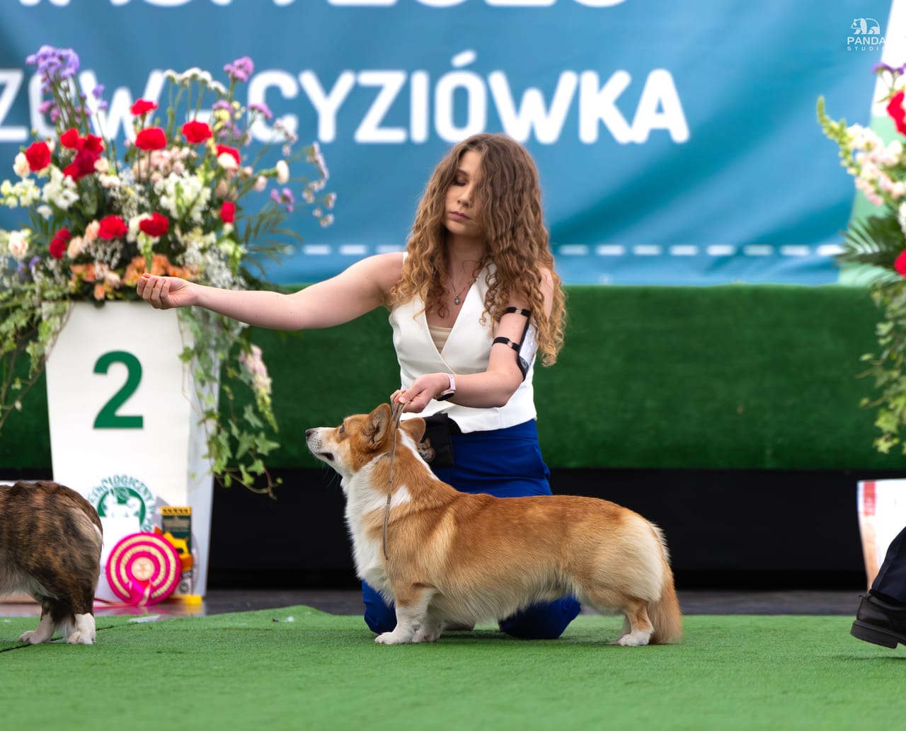 Rzeszów — XL Krajowa Wystawa Psów Rasowych, 23.05.2026