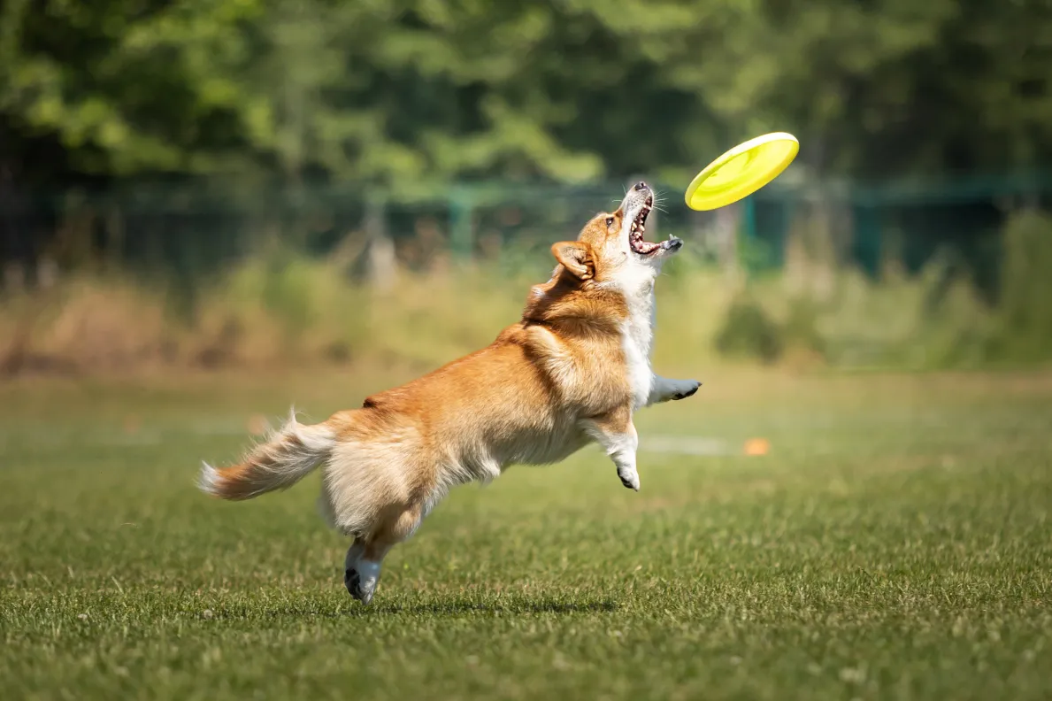 Treningowe zawody Dogresowe - Rzeszów (Nosówka), 27.06.2026