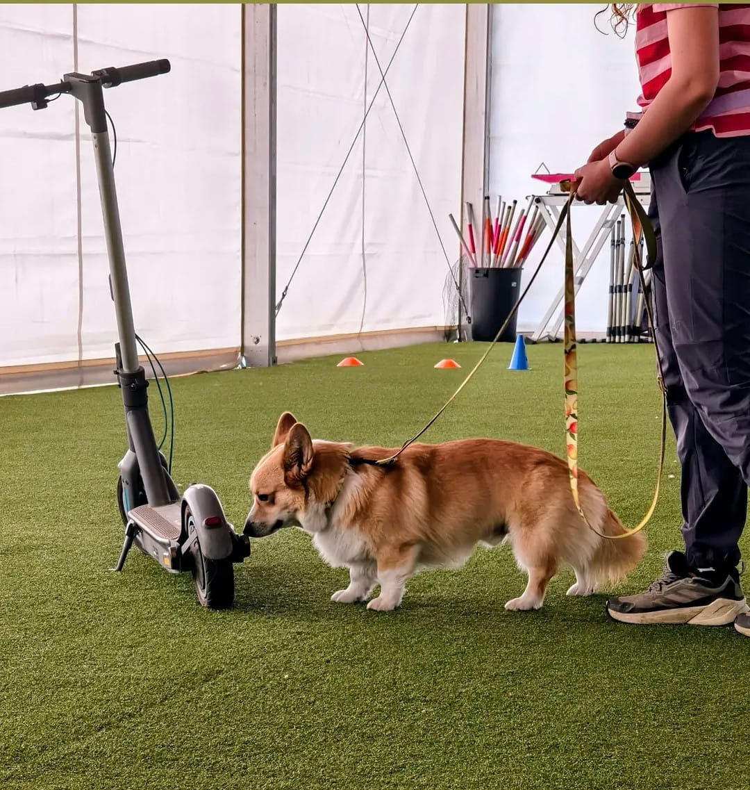 Kraków — Polska Akademia Zoopsychologii i Animaloterapii, 19.04.2026
